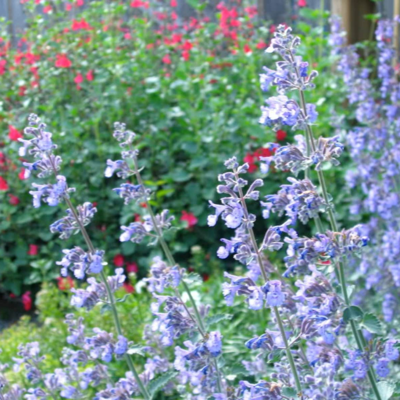 Catmint Herb Seeds