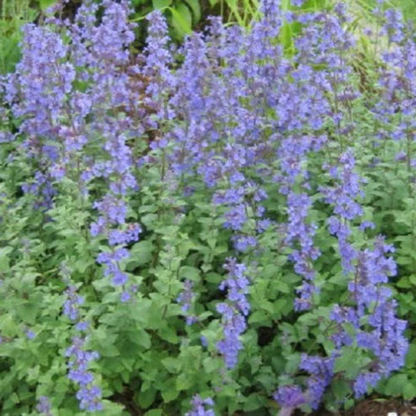 Catmint Herb Seeds