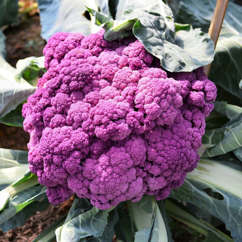 Cauliflower Vegetable Seeds