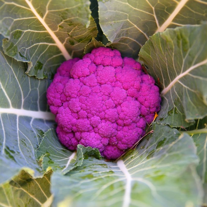 Cauliflower Vegetable Seeds