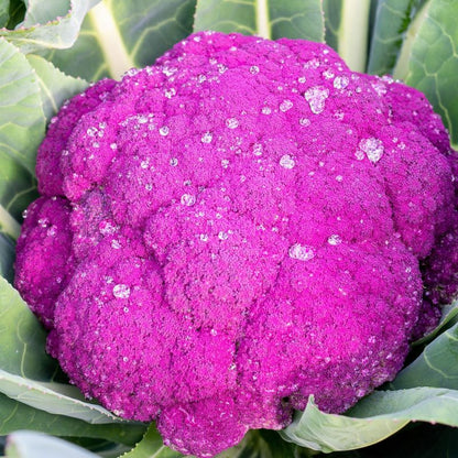 Cauliflower Vegetable Seeds