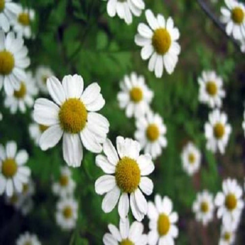 Chamaemelum Nobile Herb Flower Seeds