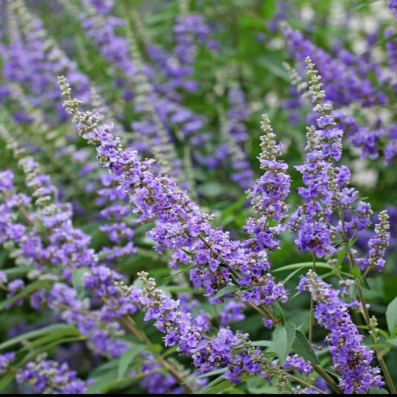 Chaste Berry Tree Seeds