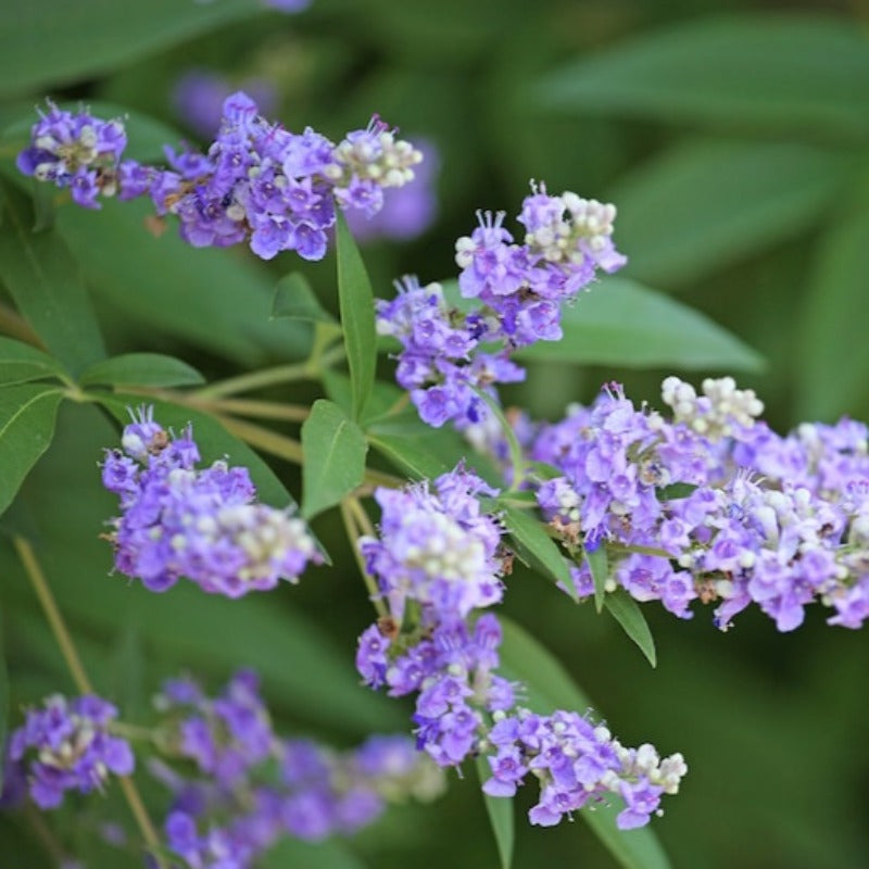 Chaste Berry Tree Seeds