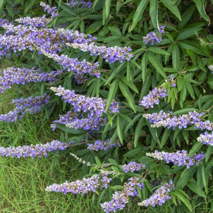 Chaste Berry Tree Seeds