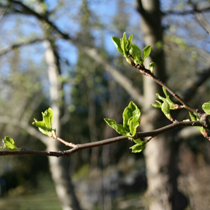 Cherry Prinsepia Tree Seeds