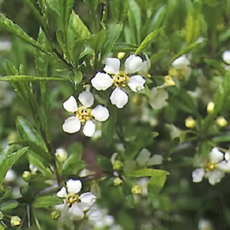 Cherry Prinsepia Tree Seeds