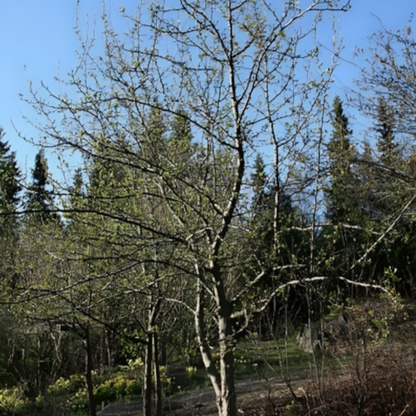 Cherry Prinsepia Tree Seeds