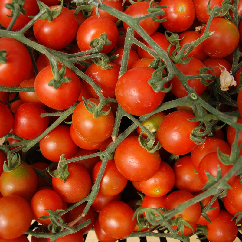 Cherry Tomato Seeds