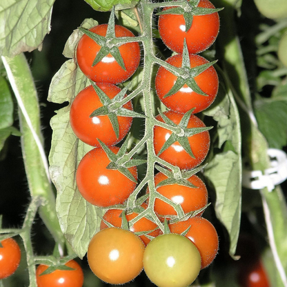 Cherry Tomato Seeds