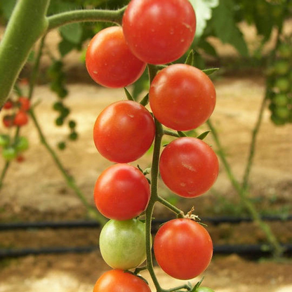 Cherry Tomato Seeds