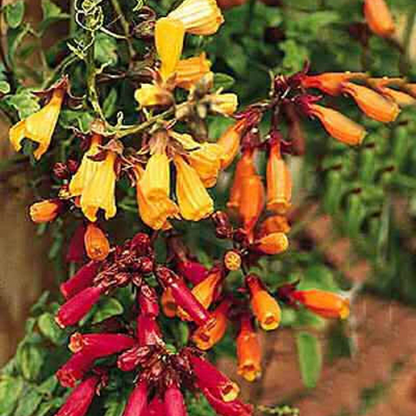 Chilean Glory Vine Seeds