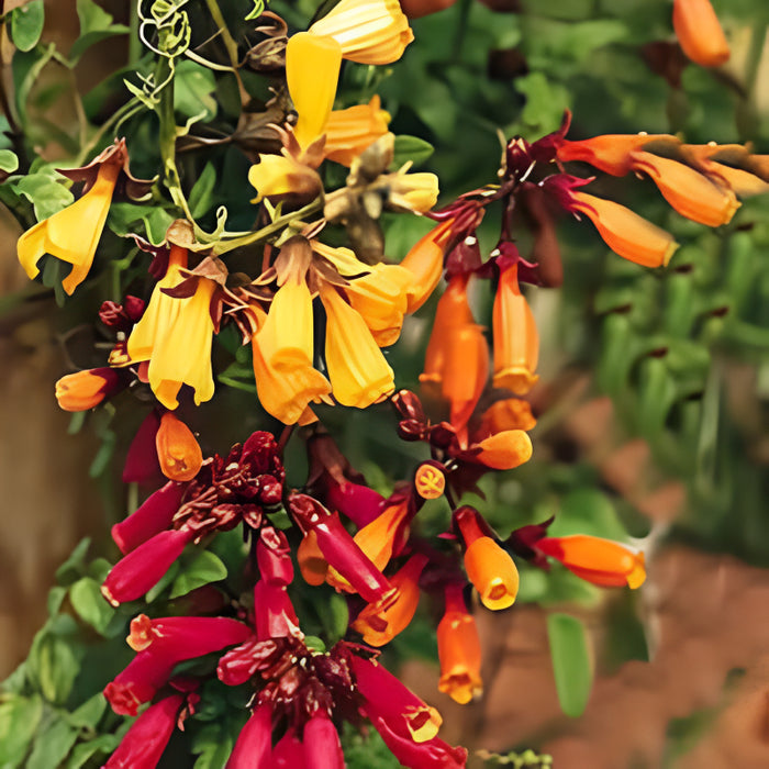 Tropical Glory Vine Seeds