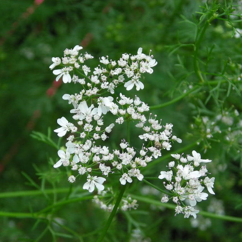 Cilantro Herb Seeds