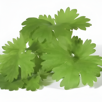 Cilantro Herb Seeds