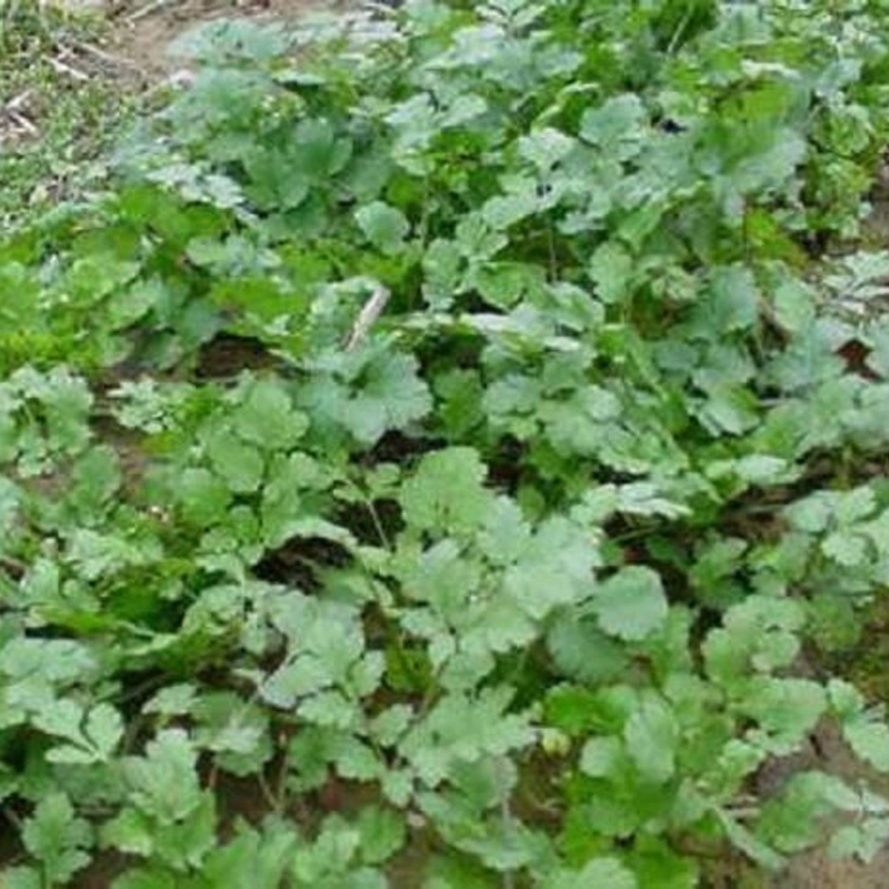 Cilantro Herb Seeds