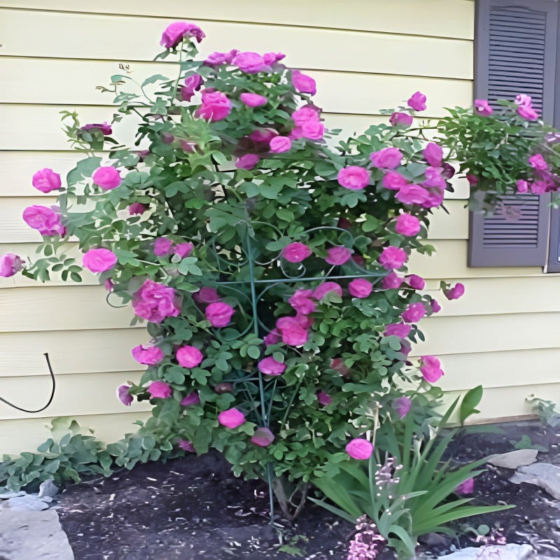 Climbing Rose Flower Vine Seeds