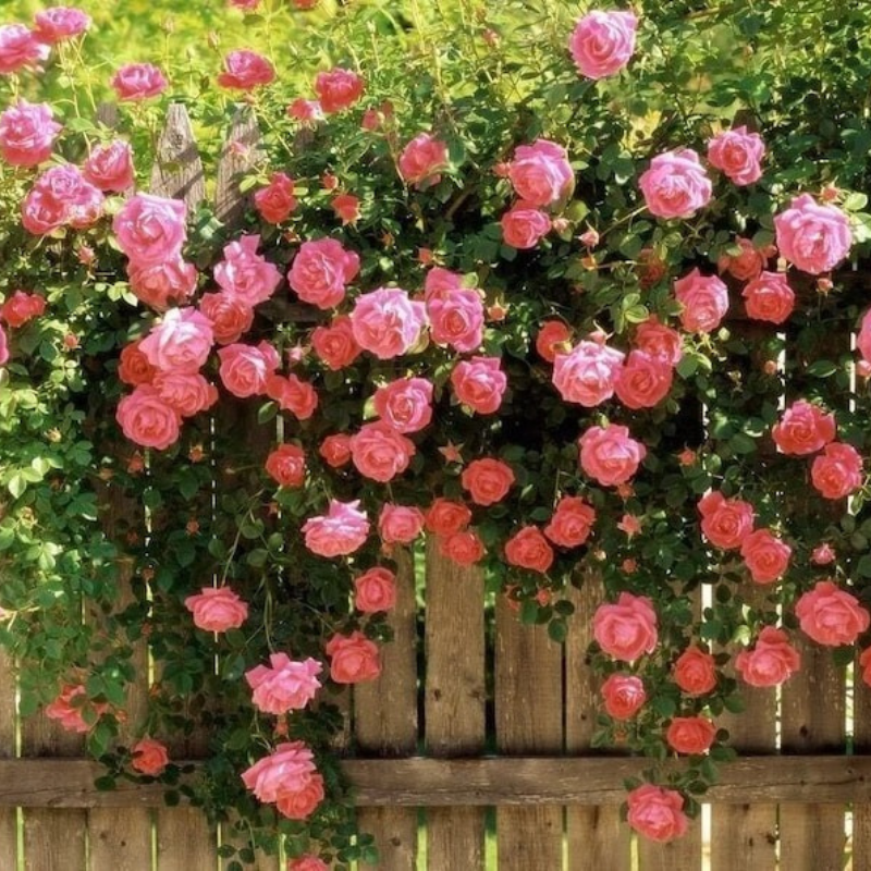 Climbing Rose Fragrant Flower Vine Seeds