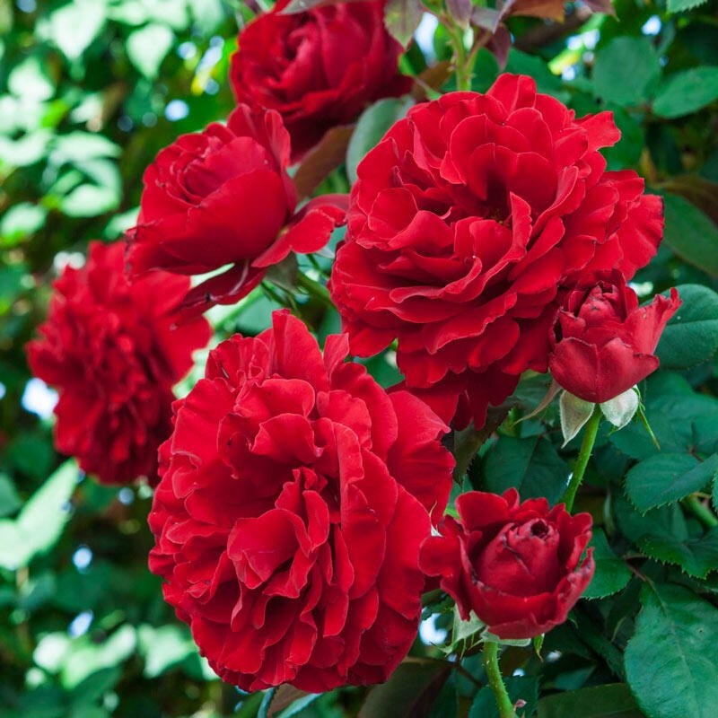 Climbing Rose Rosa Bush Vine Flower Seeds