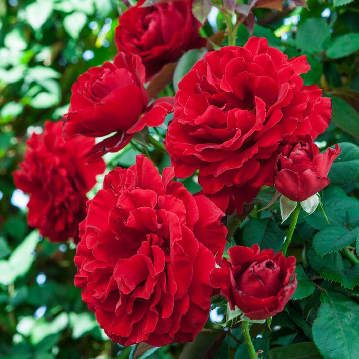 Climbing Rose Bush Vine Flower Seeds
