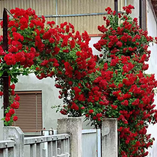 Climbing Rose Rosa Bush Vine Flower Seeds