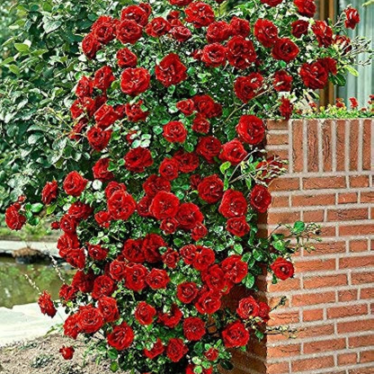 Climbing Rose Rosa Bush Vine Flower Seeds