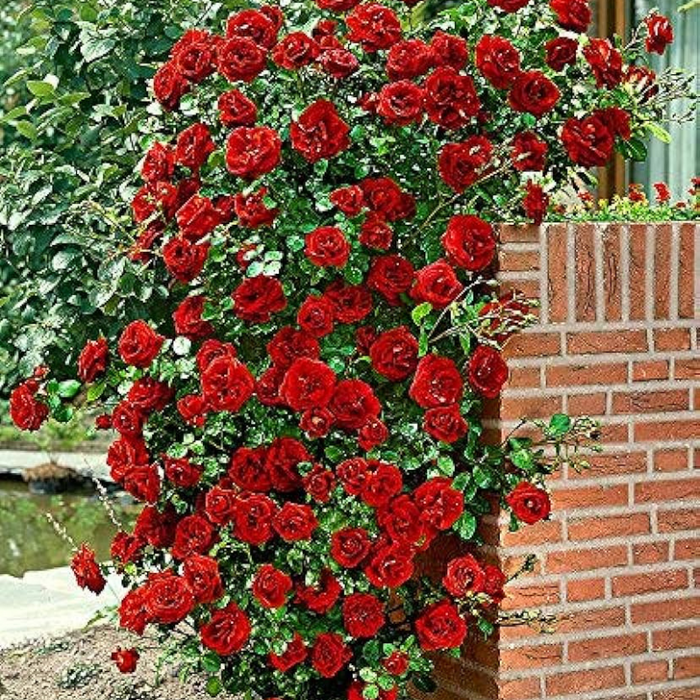 Climbing Rose Bush Vine Flower Seeds