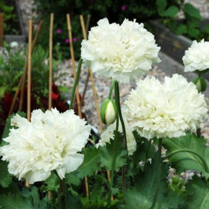 Cloud Peony Poppy Seeds