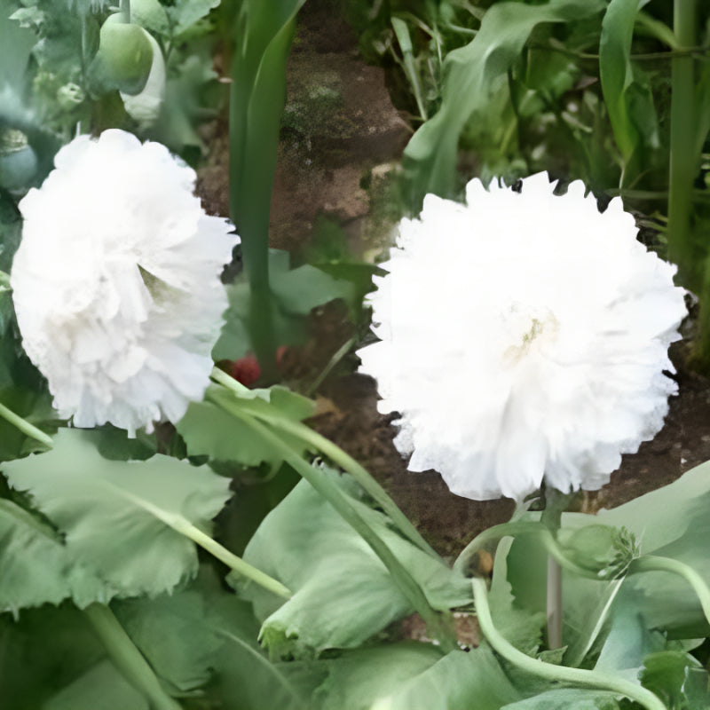 Cloud Peony Poppy Seeds