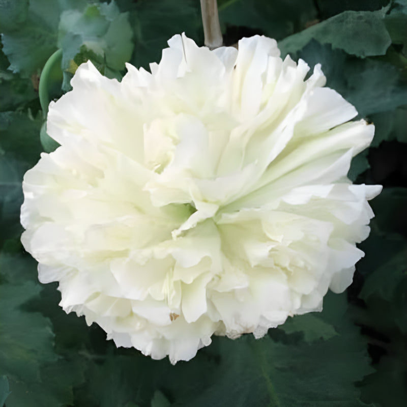 Cloud Peony Poppy Seeds