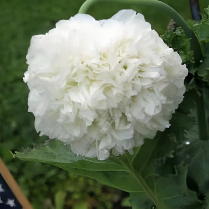 Cloud Peony Poppy Seeds