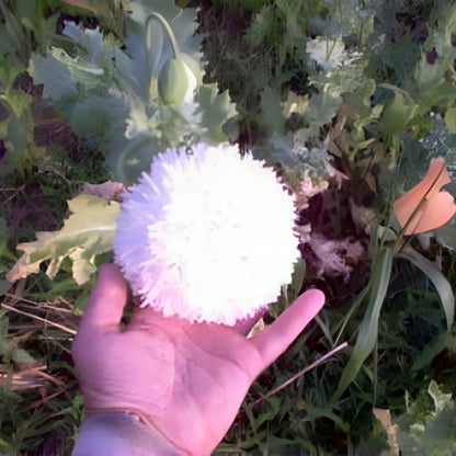 Cloud Peony Poppy Seeds