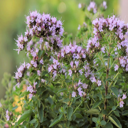 Origanum Majorana Herb Flower Seeds