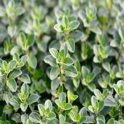 Origanum Majorana Herb Flower Seeds