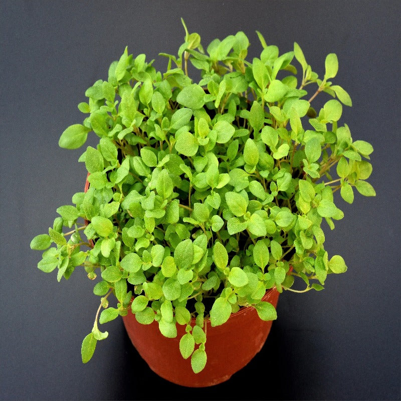 Origanum Majorana Herb Flower Seeds