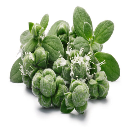 Origanum Majorana Herb Flower Seeds