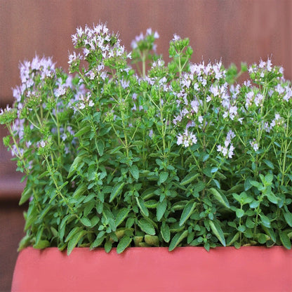 Origanum Majorana Herb Flower Seeds