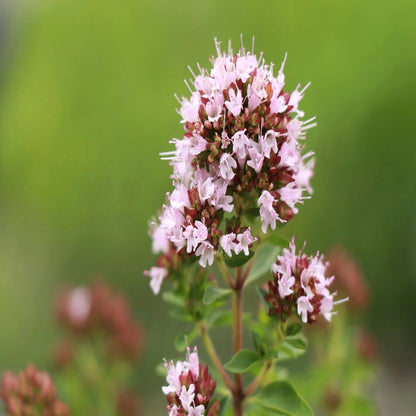 Origanum Majorana Herb Flower Seeds