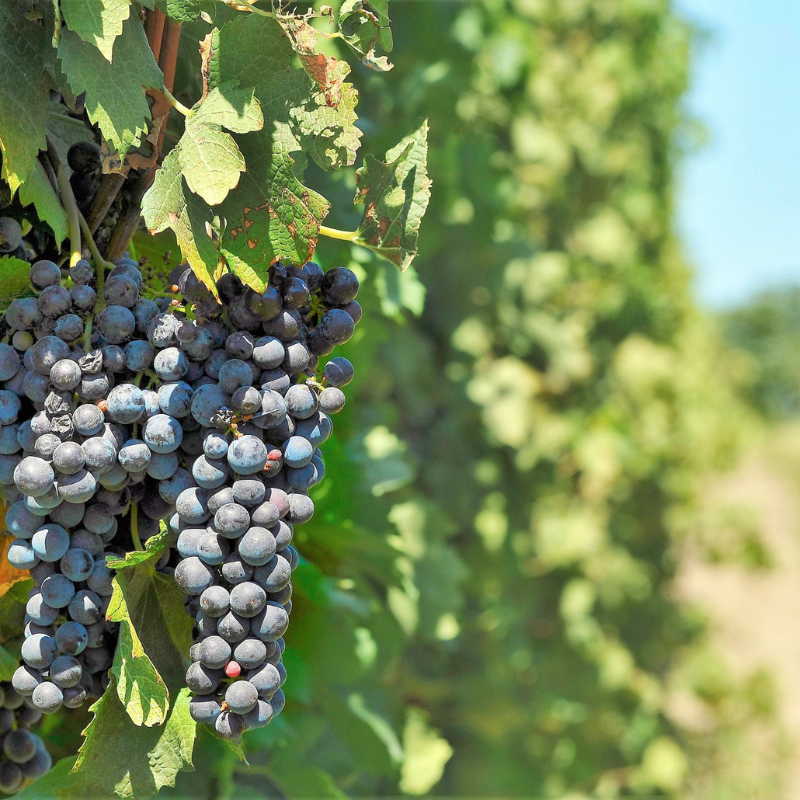 Concord Grape Fruit Seeds