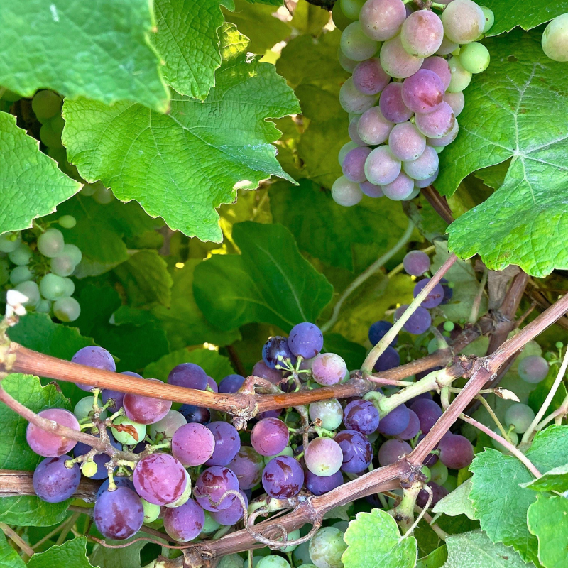 Concord Grape Fruit Seeds