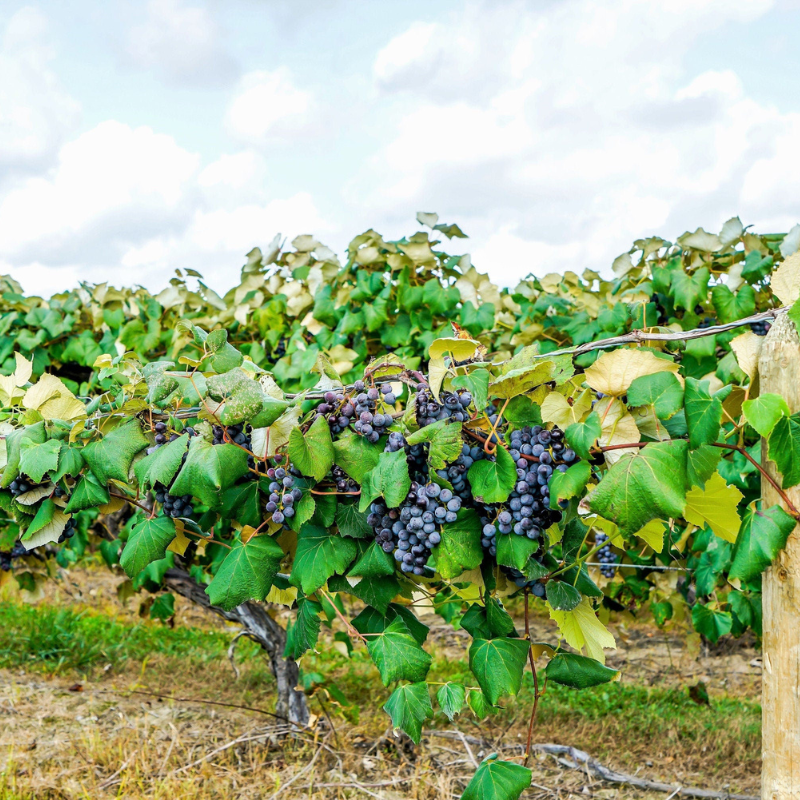 Concord Grape Fruit Seeds