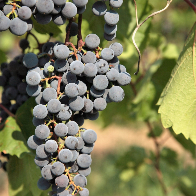 Concord Grape Fruit Seeds