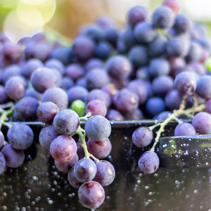 Concord Grape Fruit Seeds