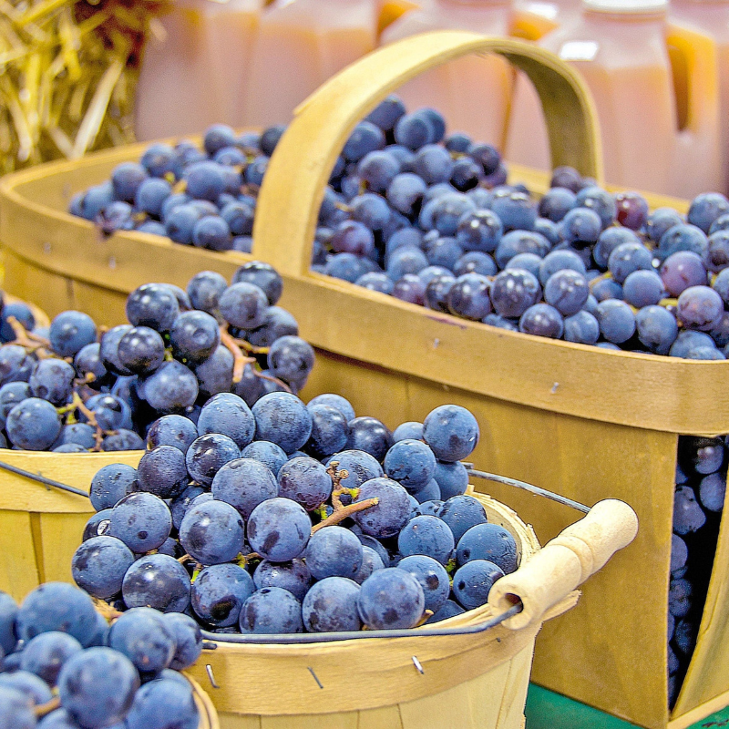 Concord Grape Fruit Seeds