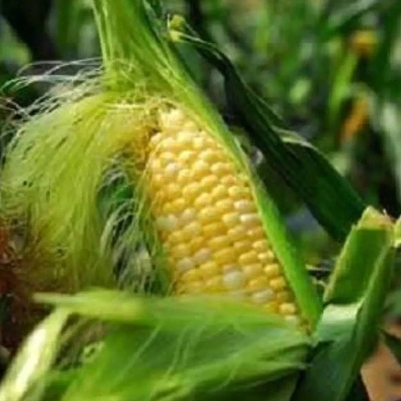 Corn Delectable Vegetable Seeds