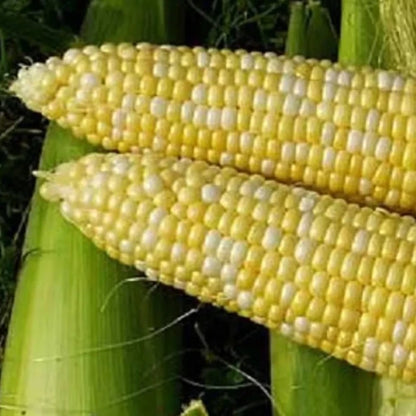 Corn Delectable Vegetable Seeds