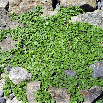 Corsican Mint Mentha Requienii Seeds