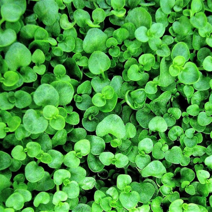 Corsican Mint Seeds