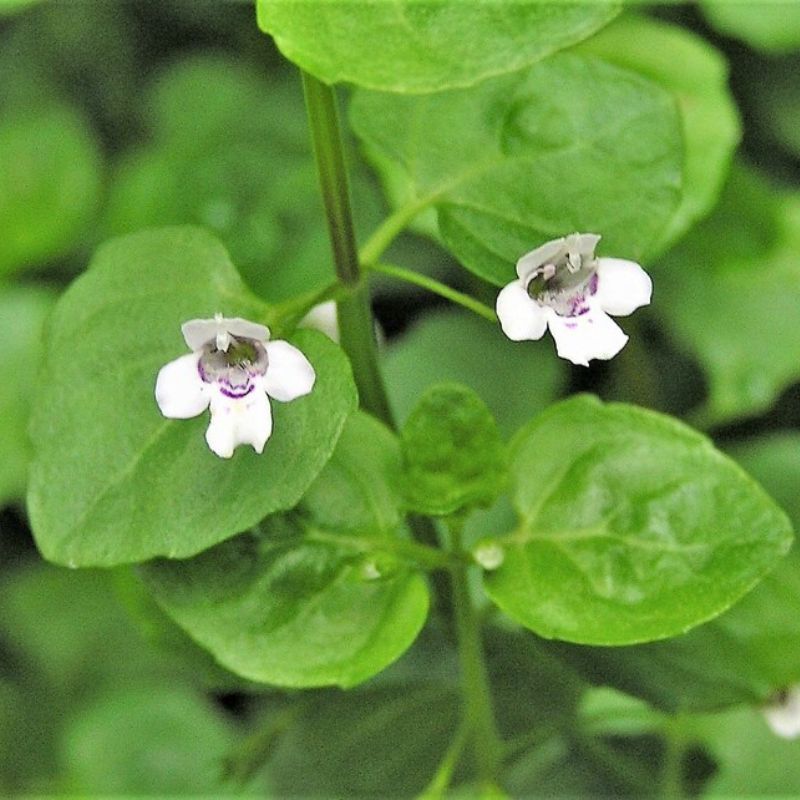 Corsican Mint Mentha Requienii Seeds