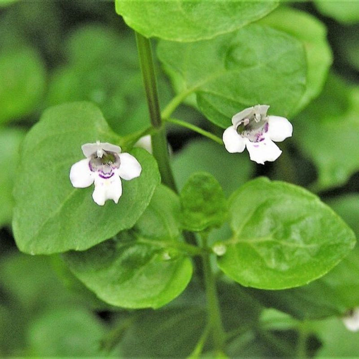 Corsican Mint Seeds